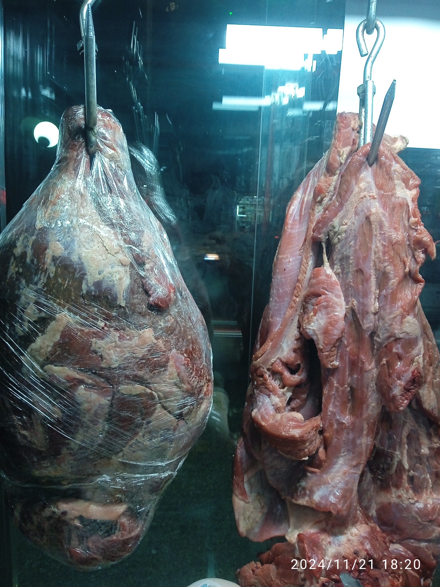 بوقلمون اریا