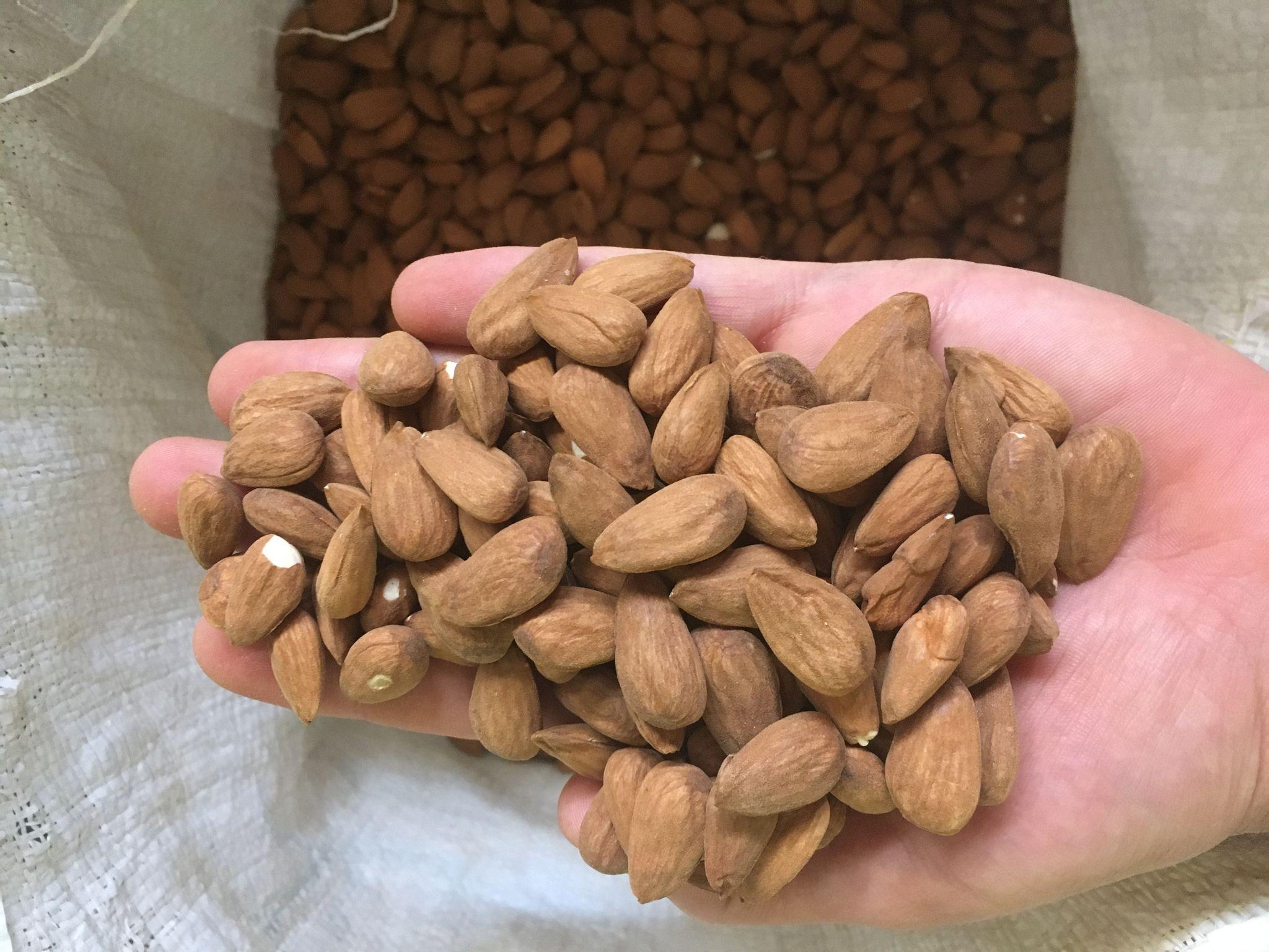 بادام عليزاده