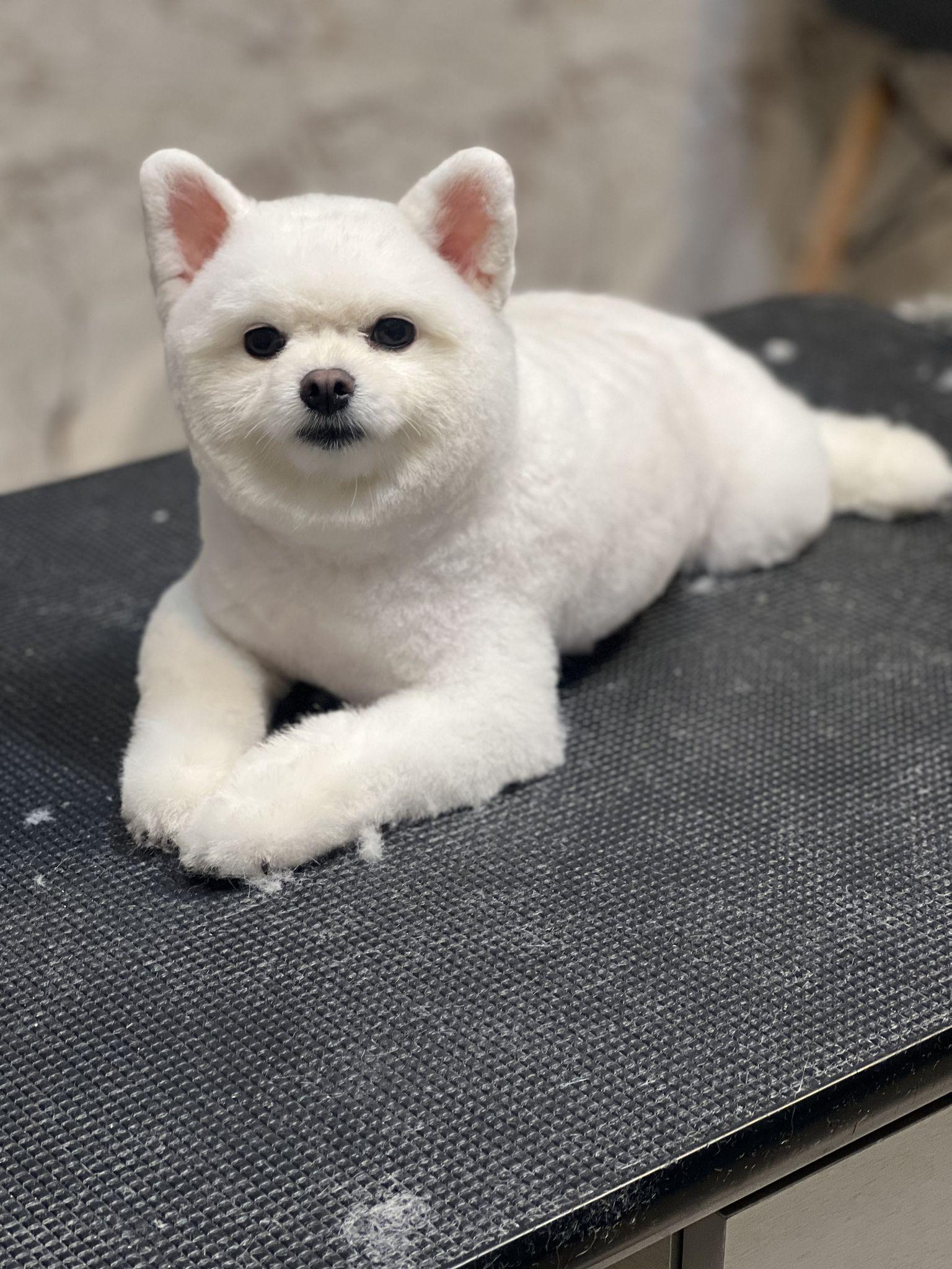 ویدا گرومینگ بیمارستان ستیا