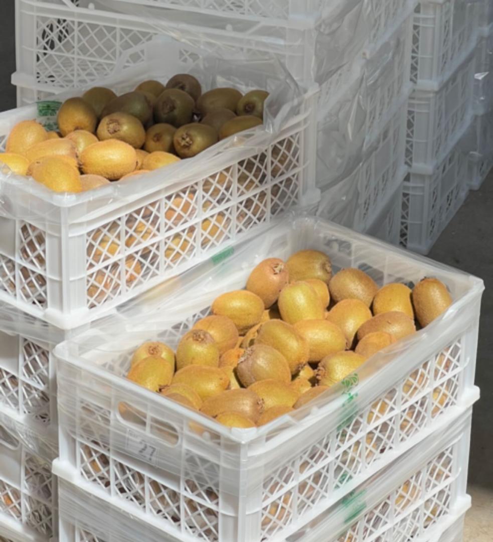 ارش فتحی میانکوه کیوی صادراتی