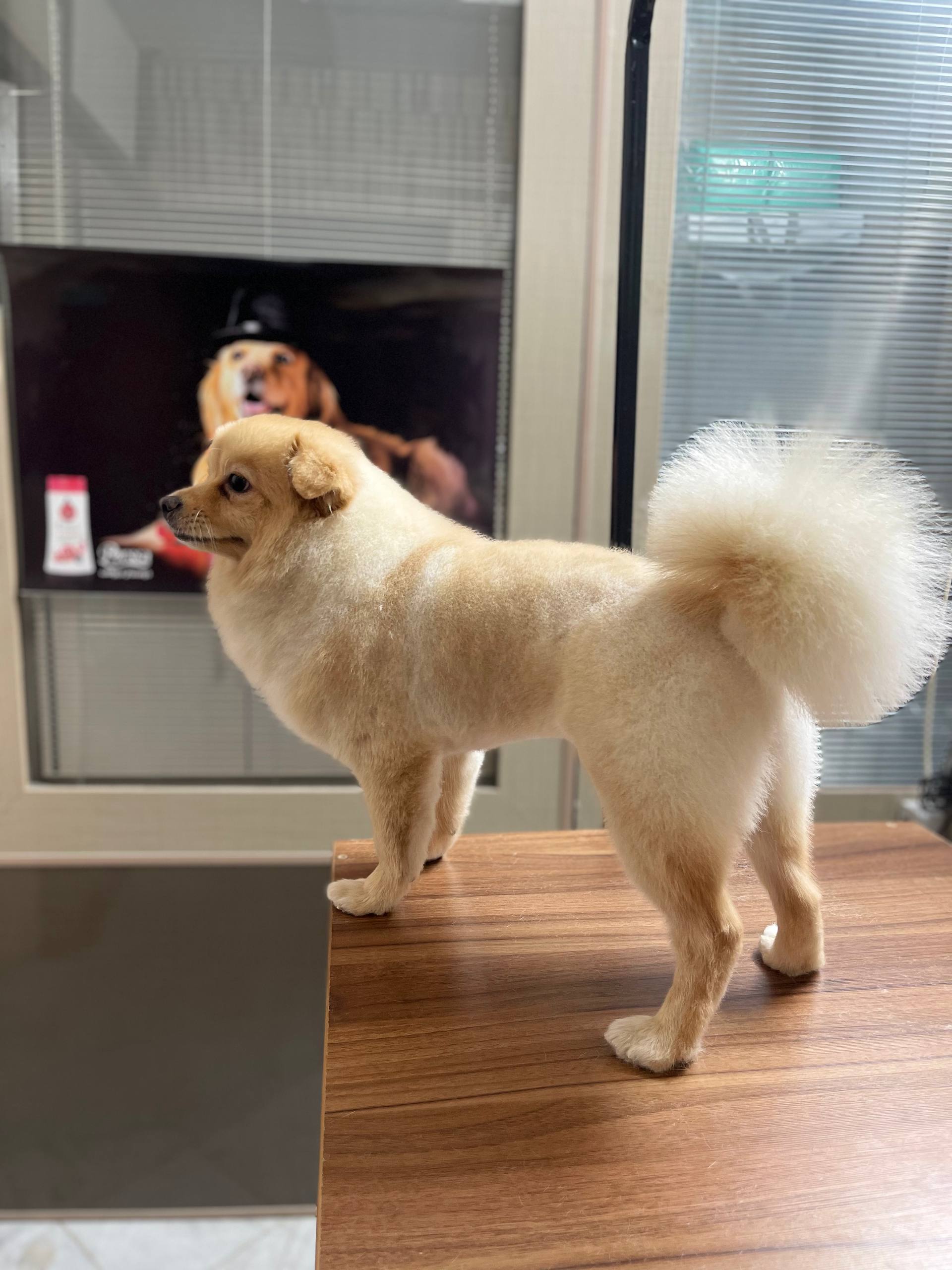 کلینیک دامپزشکی پیوت