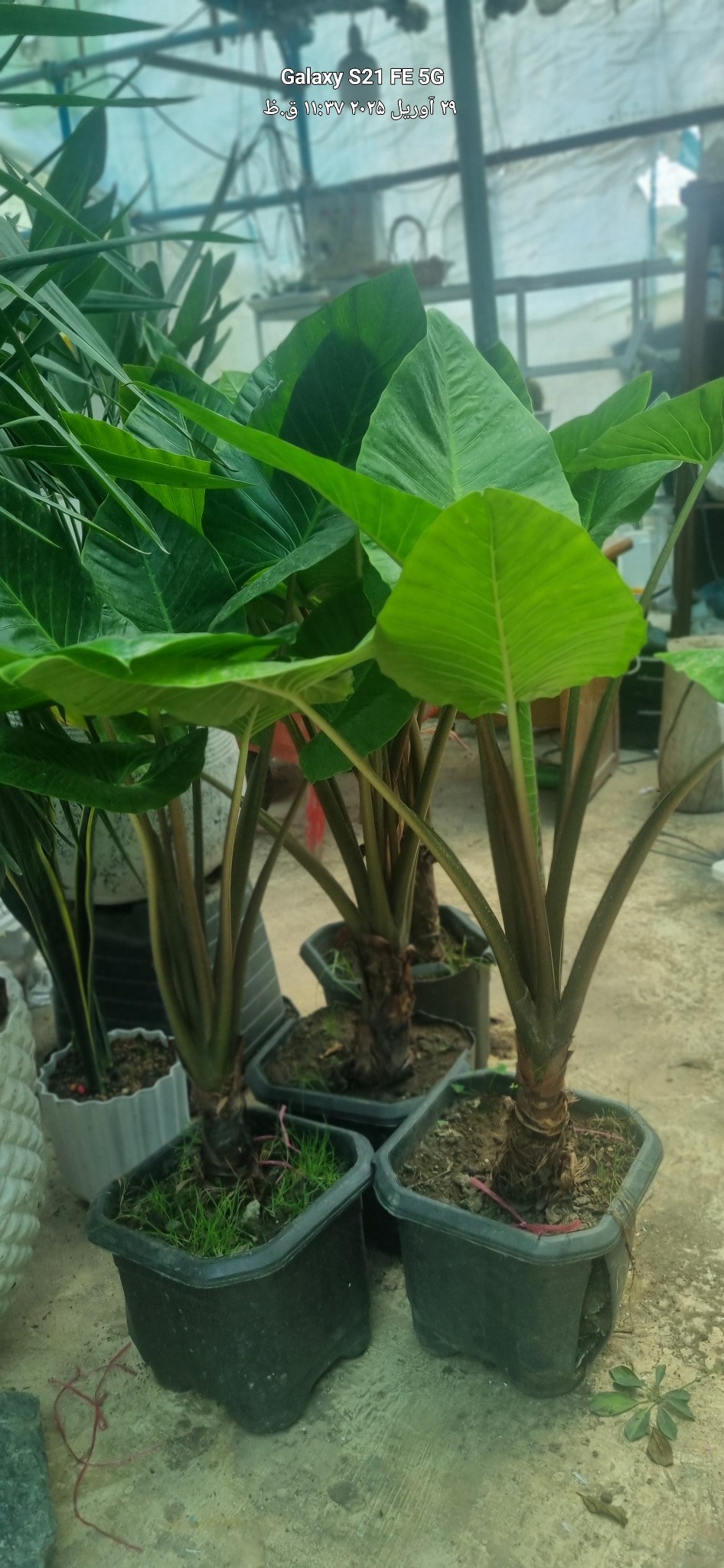 گلخانه وگل قروشی