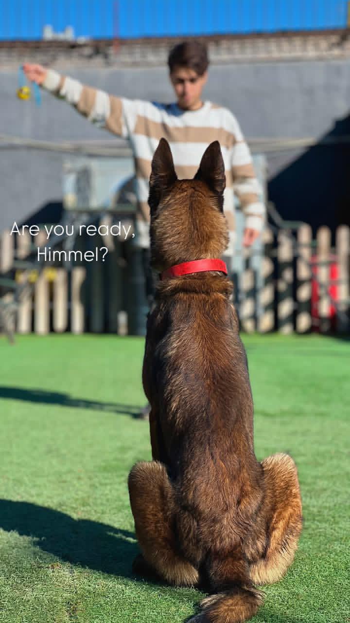 مربی سگ ، آموزش سگ ارشیا