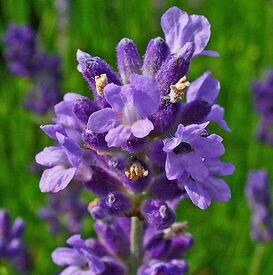 فروش محصولات گیاهی ارگانیک نصیرپور