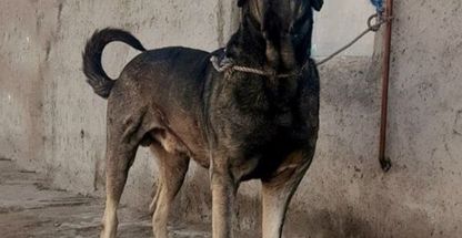 پت شاپ و آموزش سگ هکتور