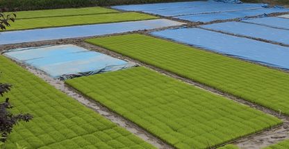 بانک نشا برنج