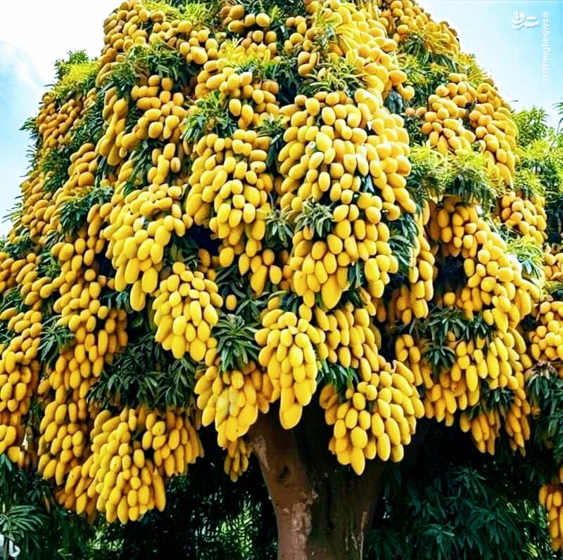 آهنگری و جوشکاری تیتکانلو