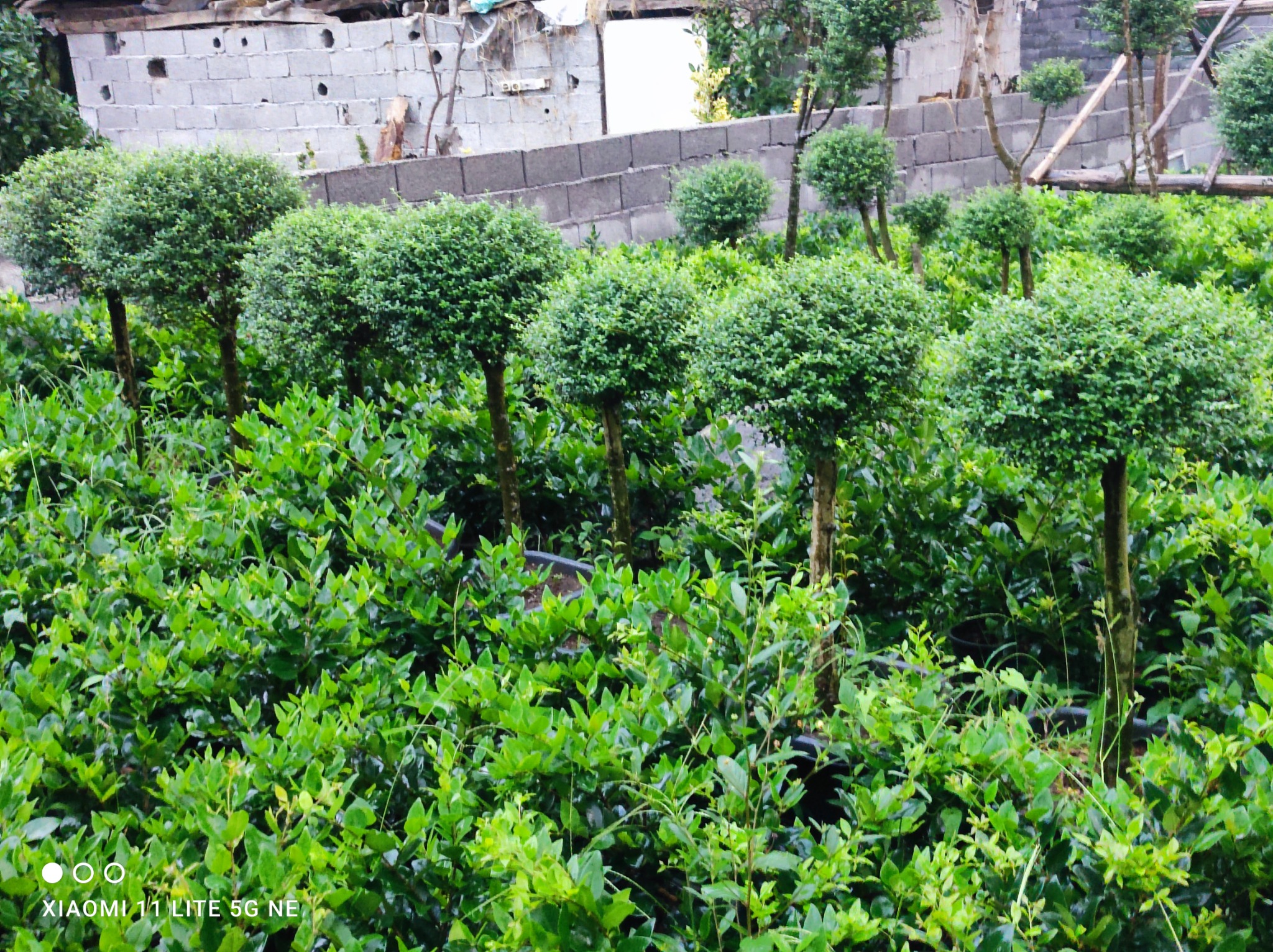 گل و گیاه سامین