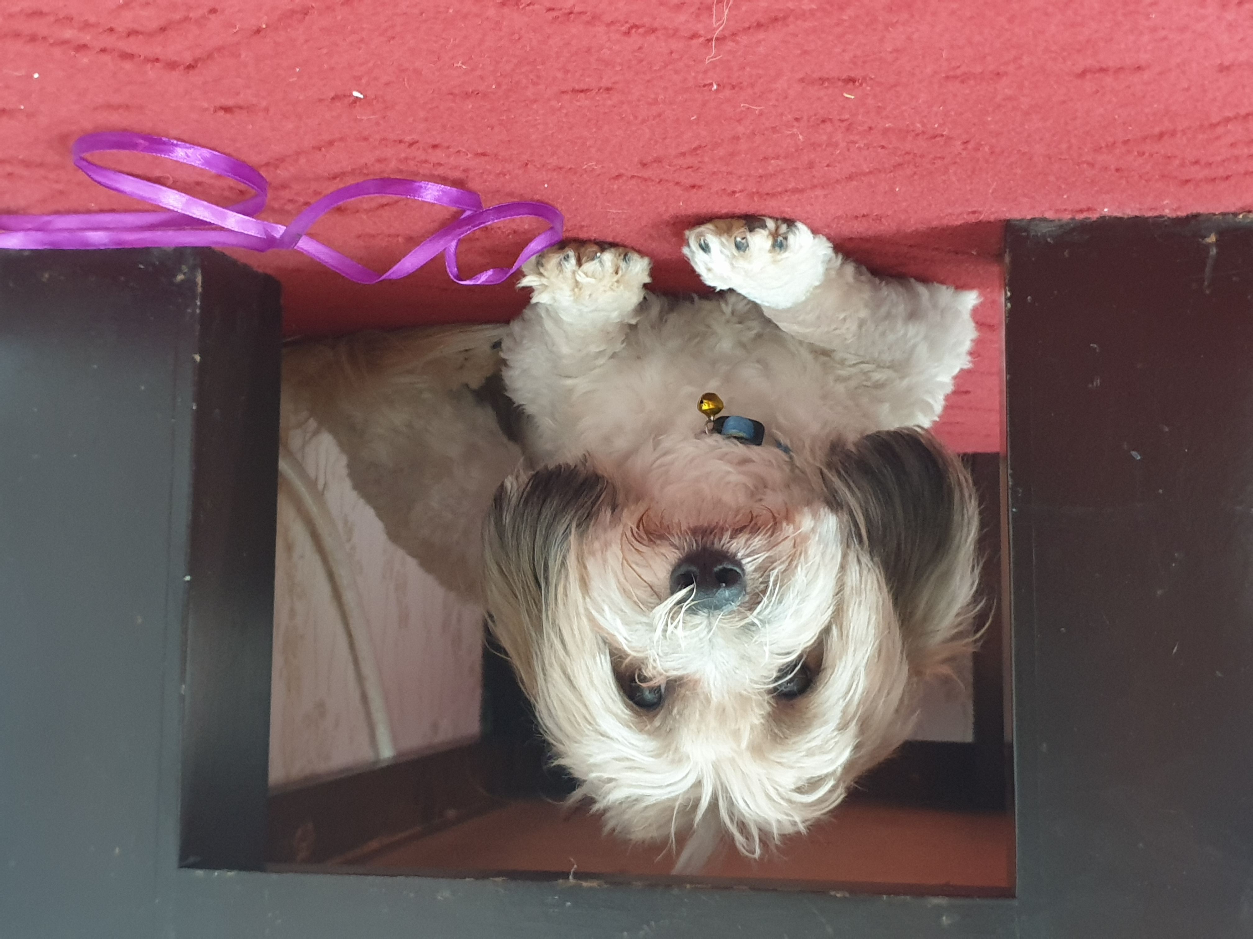 پانسیون حیوانات خانگی شادی