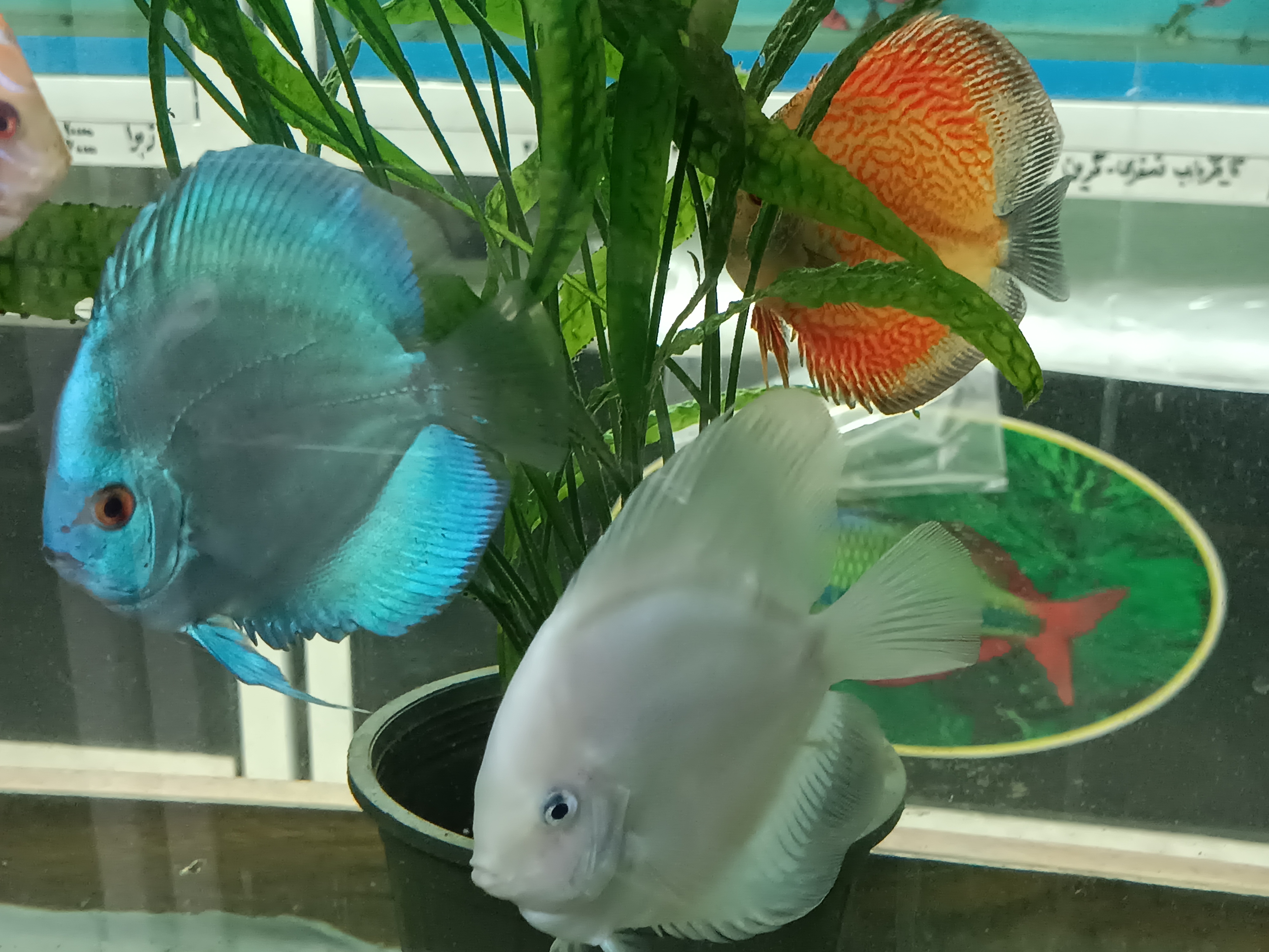 آکواریوم شارک