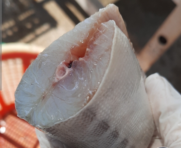 ماهی فروشی جلالی