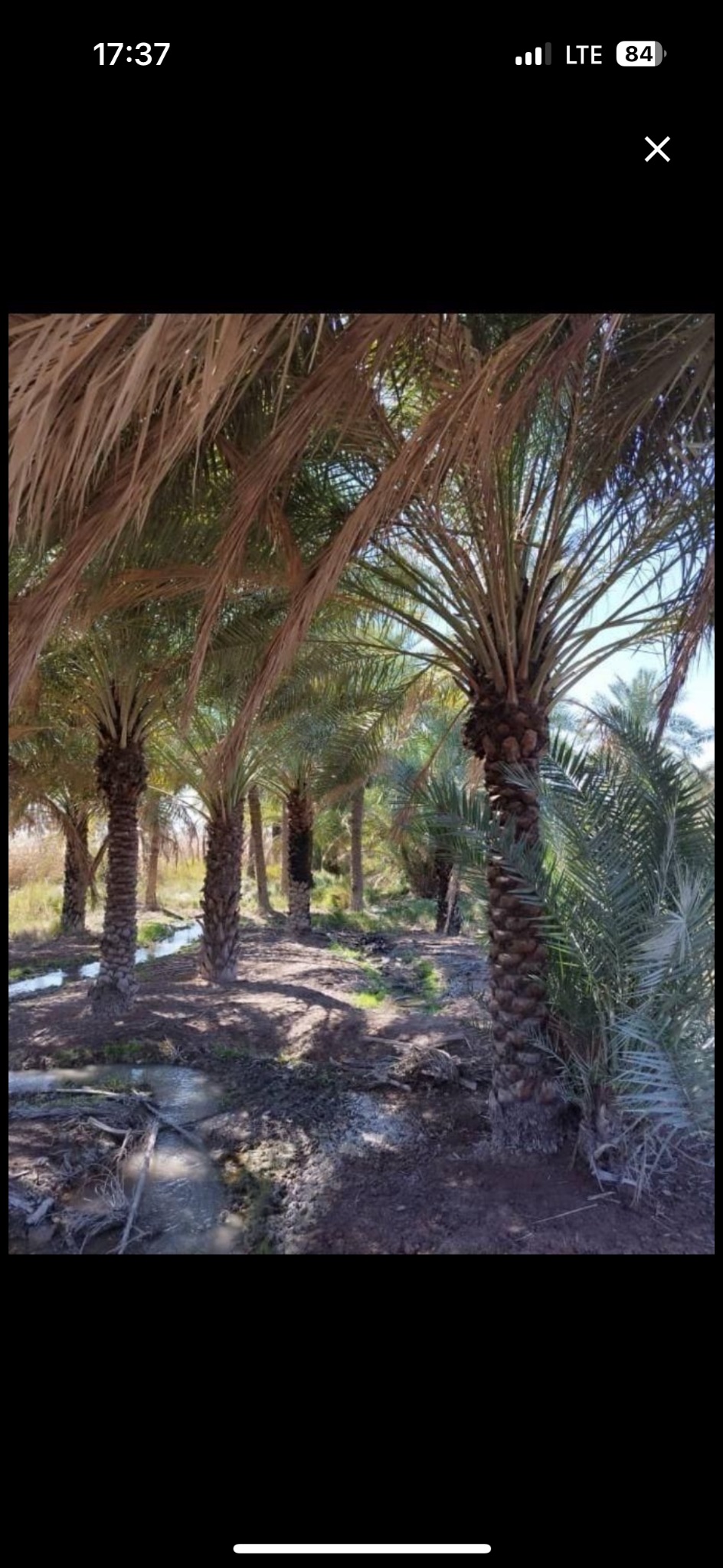 فروش خرمای عمده پورفریحی