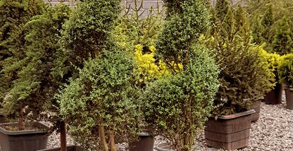 باغبانی ونگهداری‌کاشت ویلاها وباغات