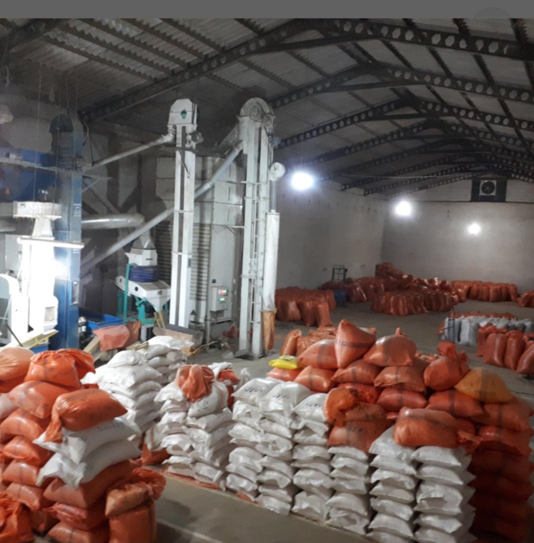 برنج فروشی دختر شمالی