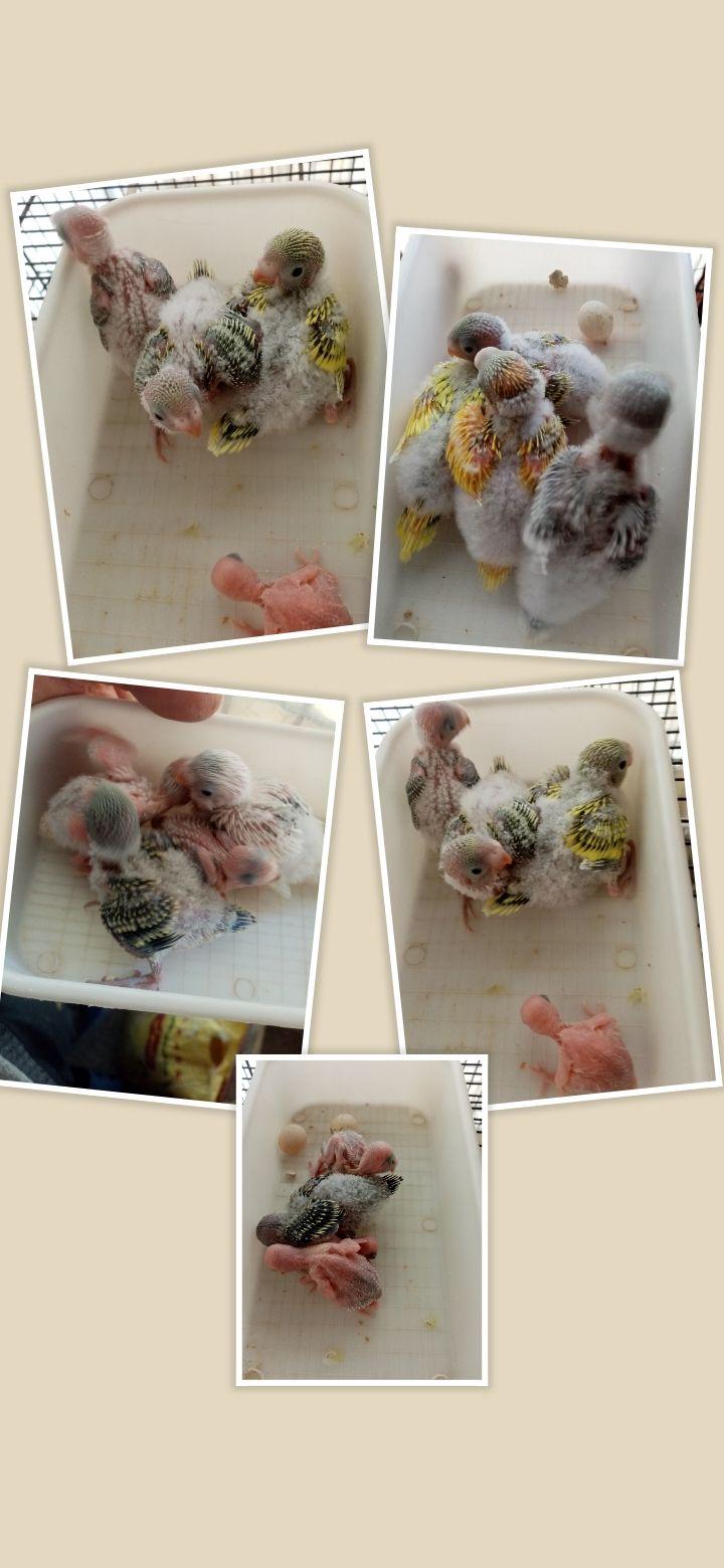 فروشگاه لوازم پرنده و پرنده فروشی کاکلی