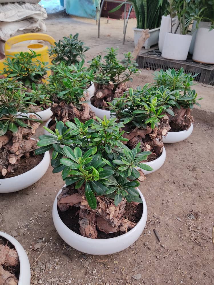 گل وگیاه ارمغان