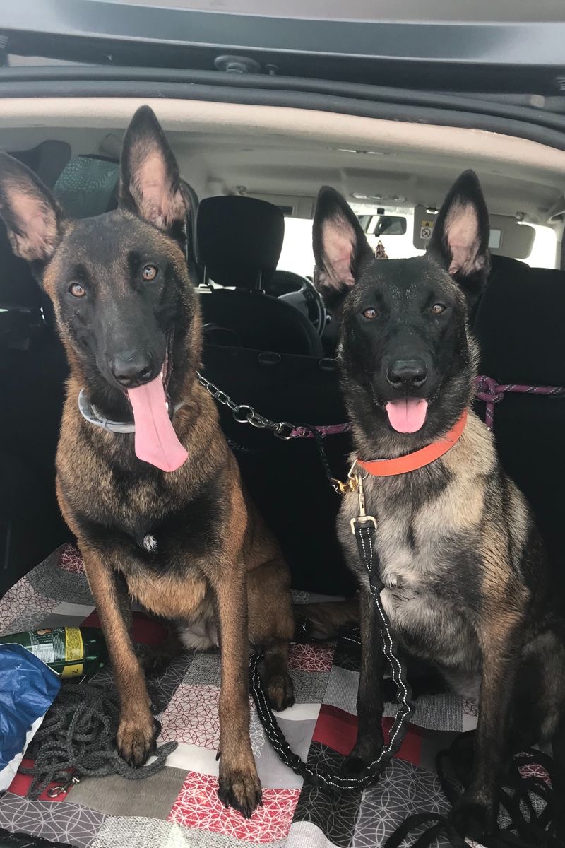 مربی آموزش سگ کرمان
