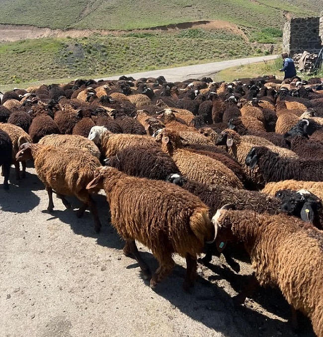 مجموعه عرضه دام و مرغ خروس دشتی