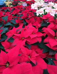 گل وگیاه پارسا