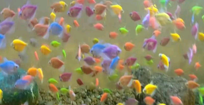 ماهی آکواریومی زینتی