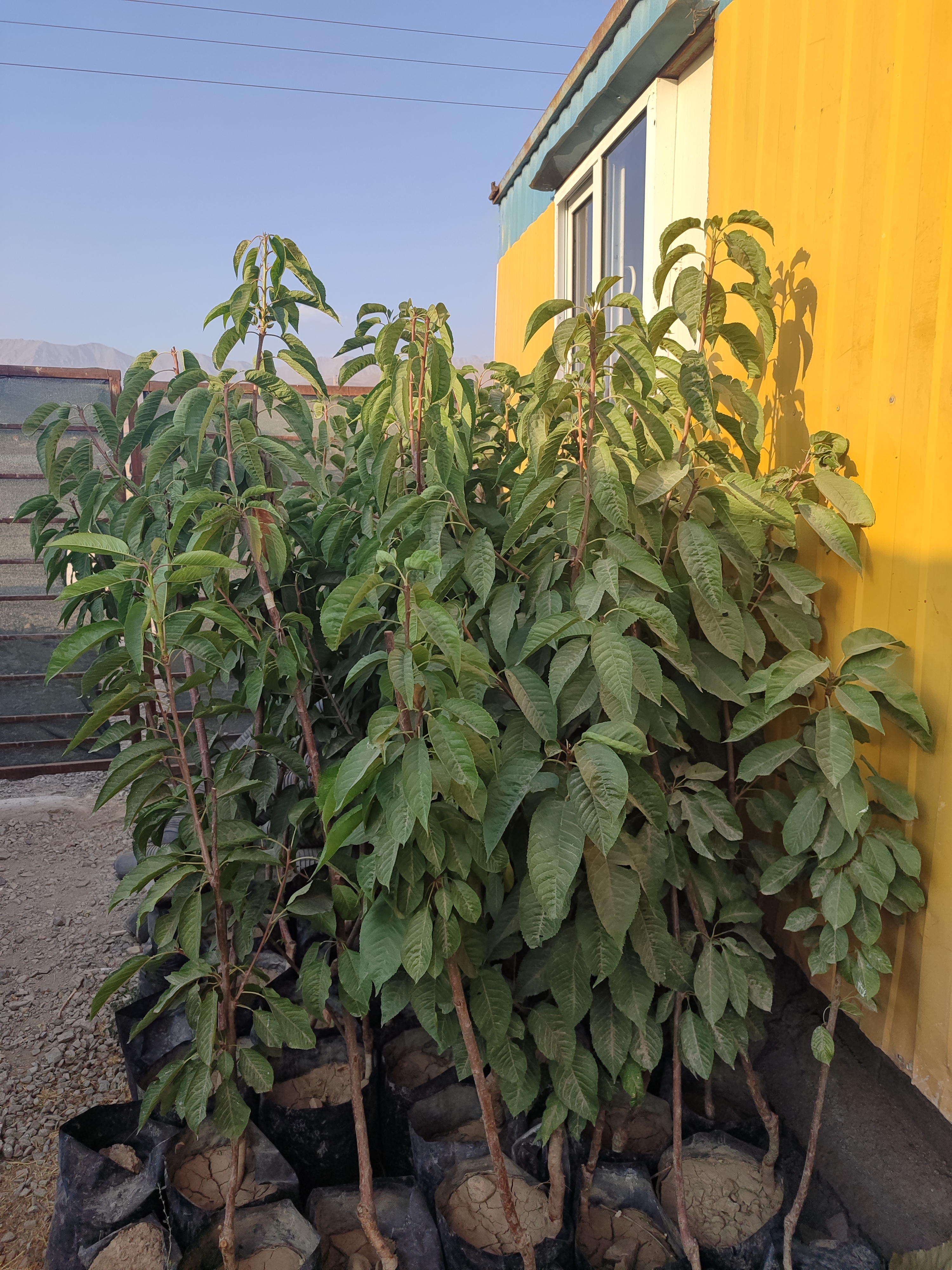 گلخونه و نهال فروشی