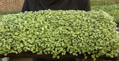 میکروگرین ارگانیک