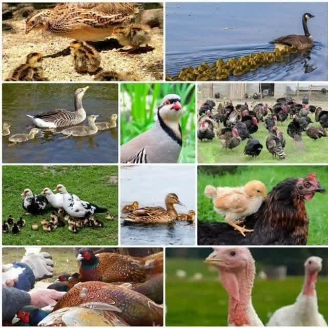 تولید و پرورش طیور محمد