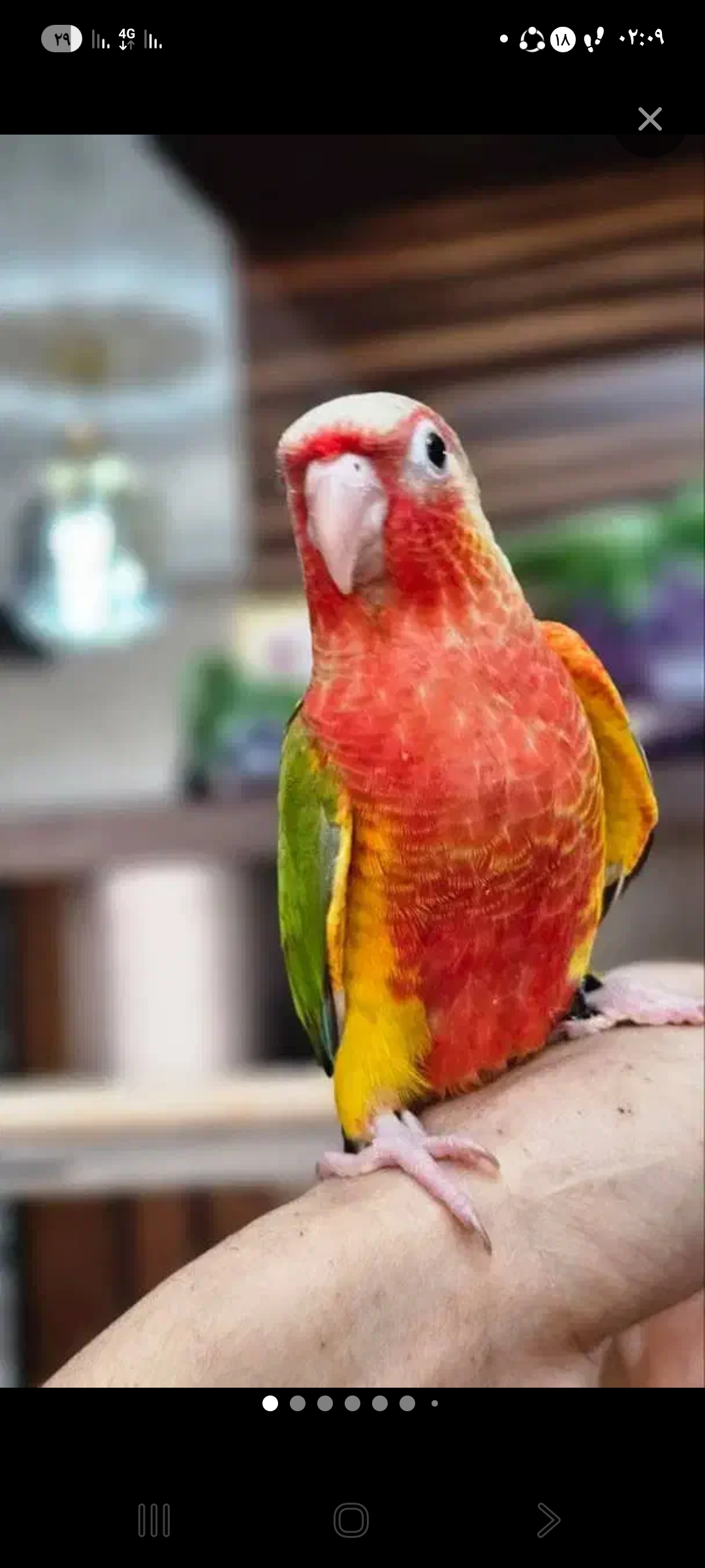 دامپزشک درمحل دکتر صغیری