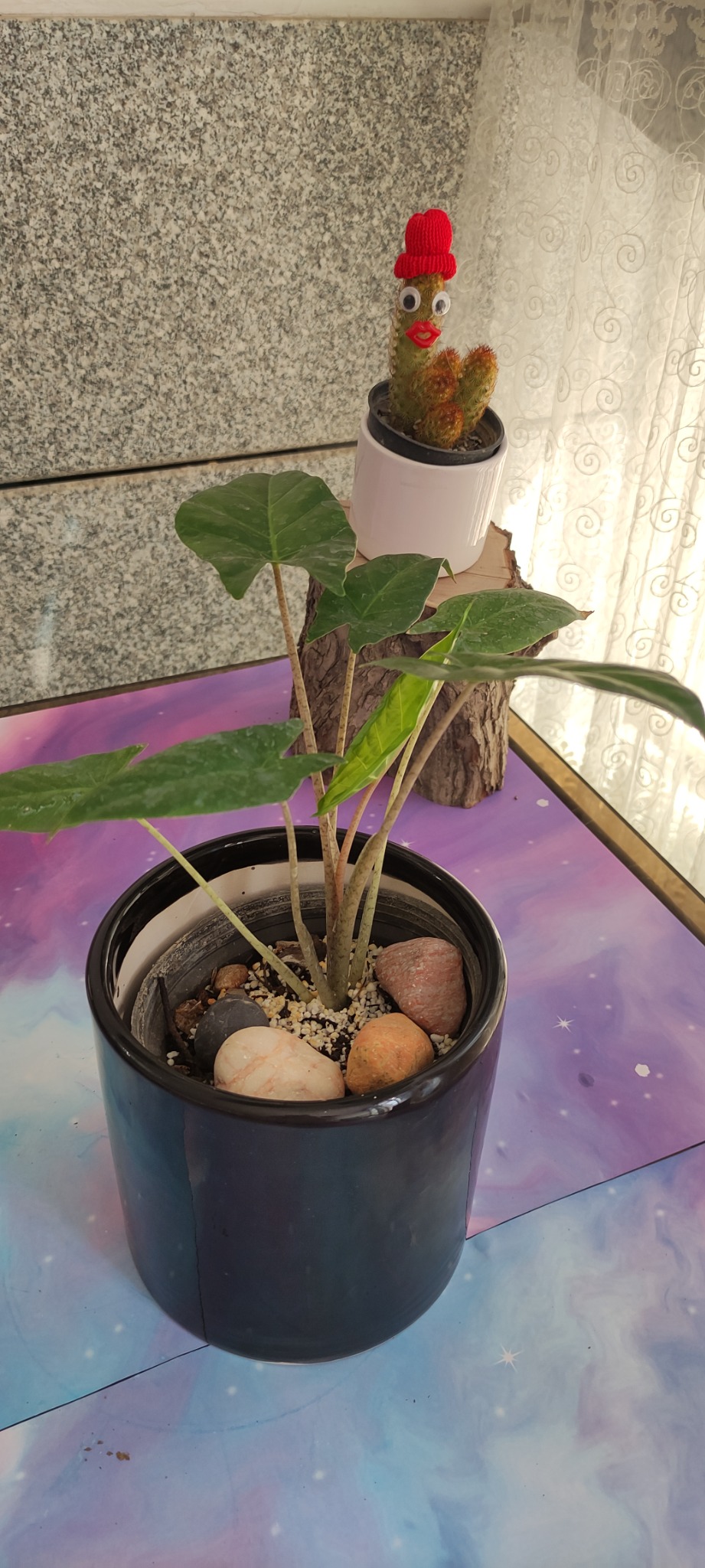 فروش گیاهان آپارتمانی شیلا