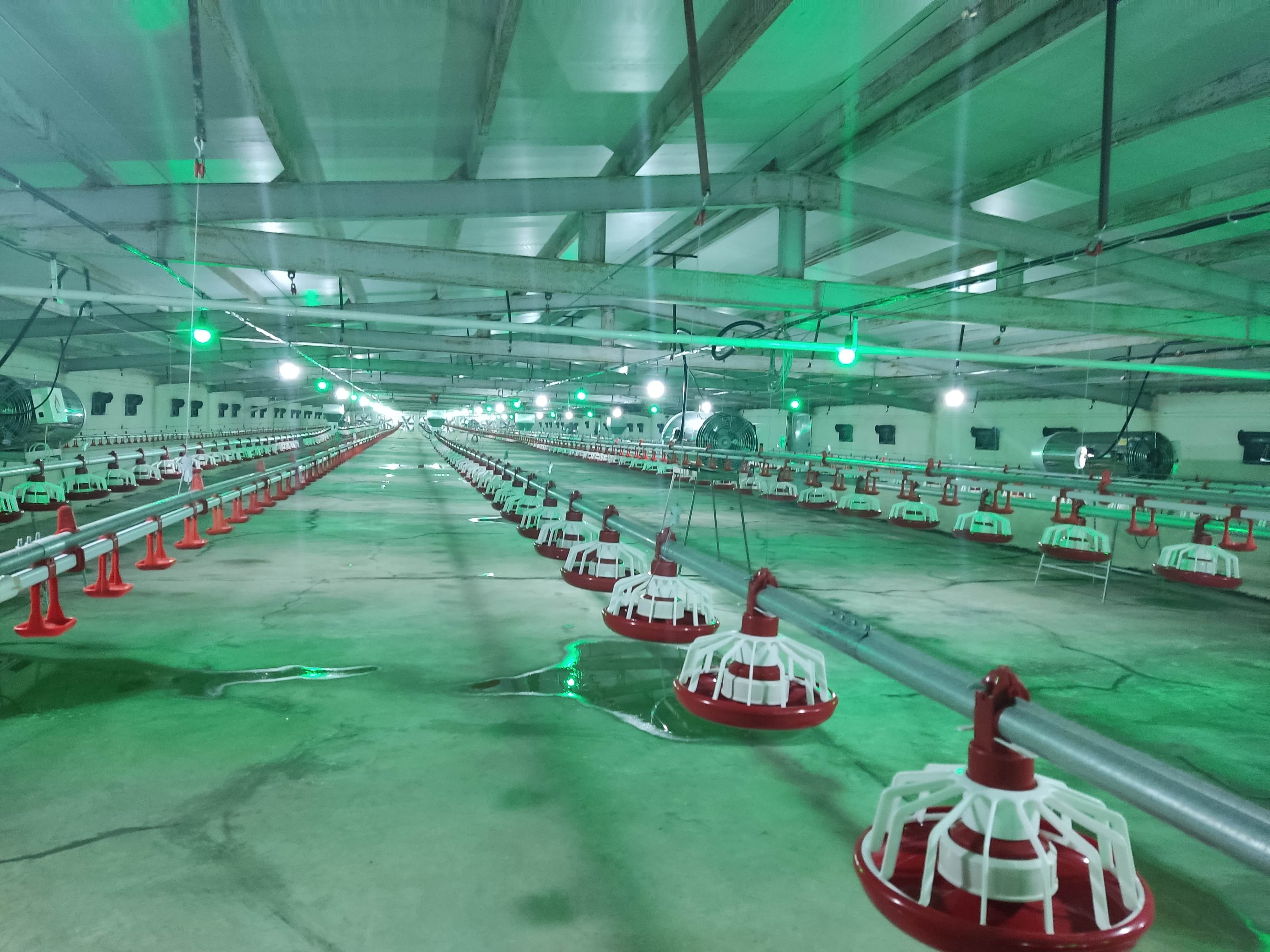 تجهیزات مرغداری ماکیان صنعت