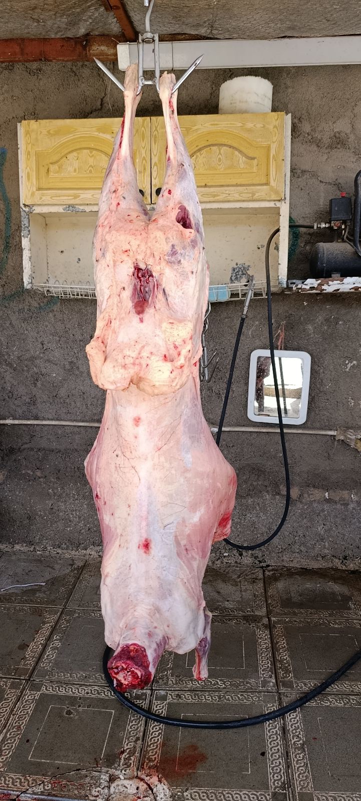 گوسفندزنده