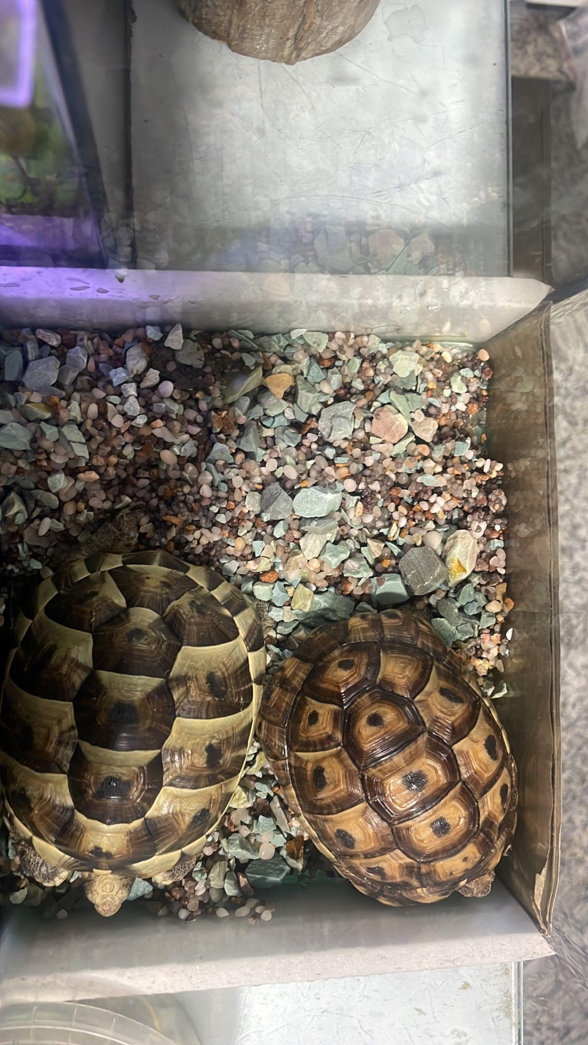 متخصص ساخت انواع آکواریوم و تراریوم