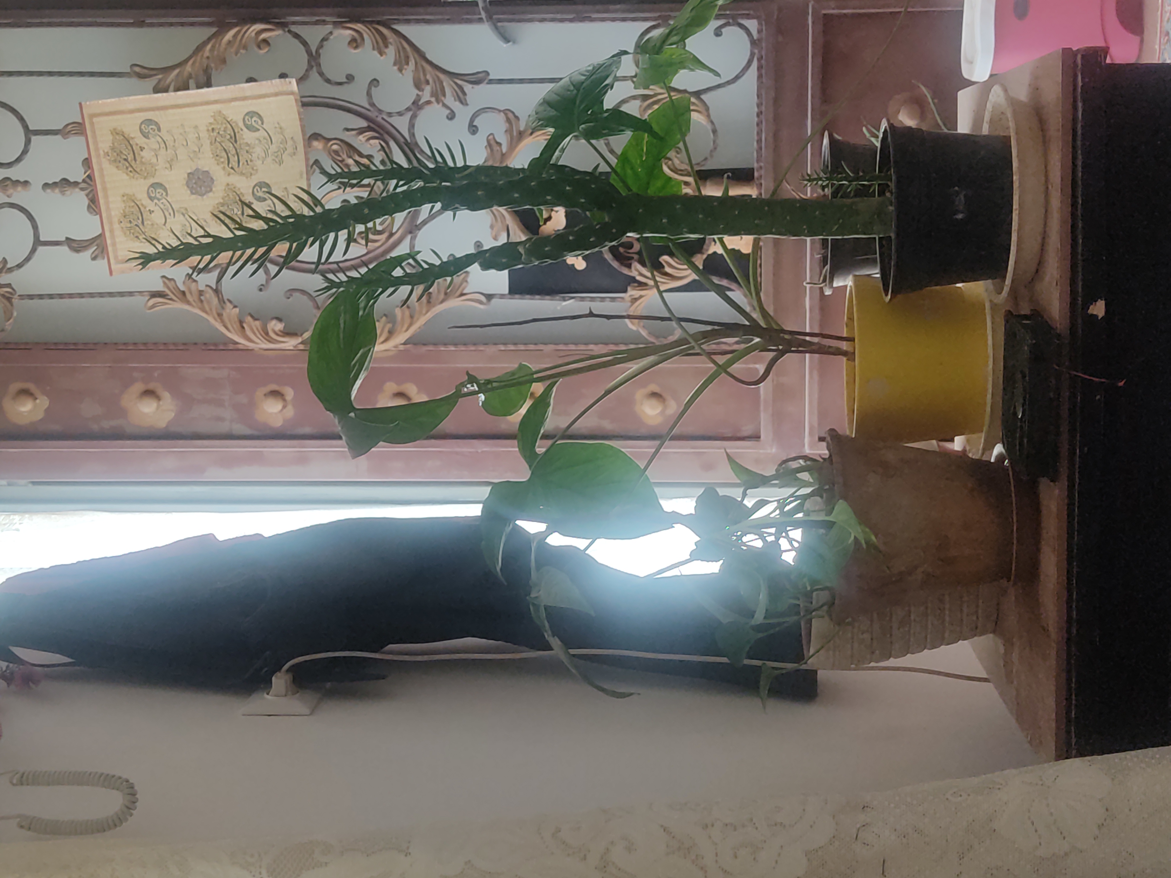 خدمات گل و گیاه اپارتمانی وحید