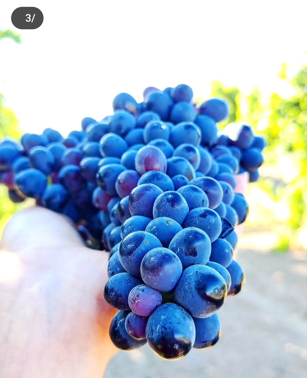 نهالستان انگور رویان تاک