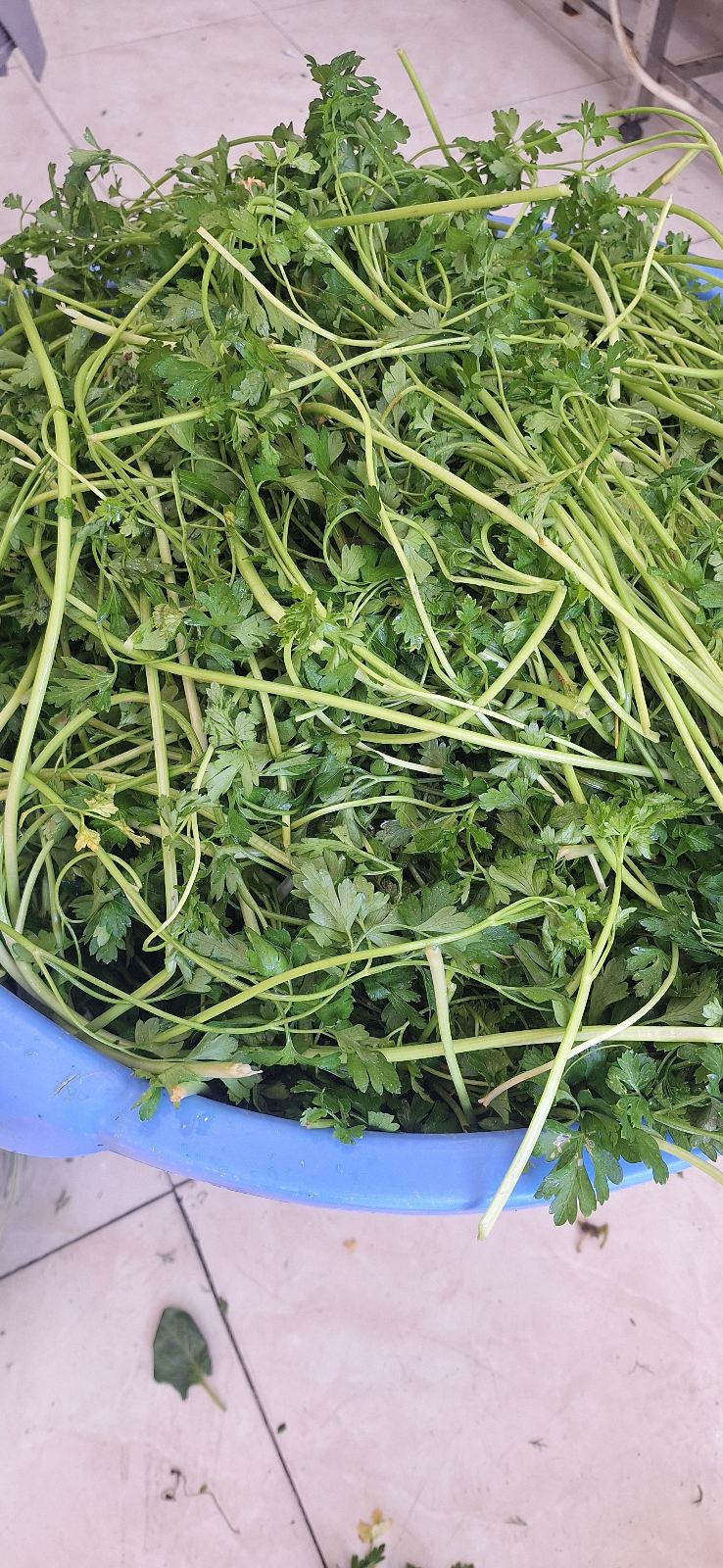 سبزی زرین