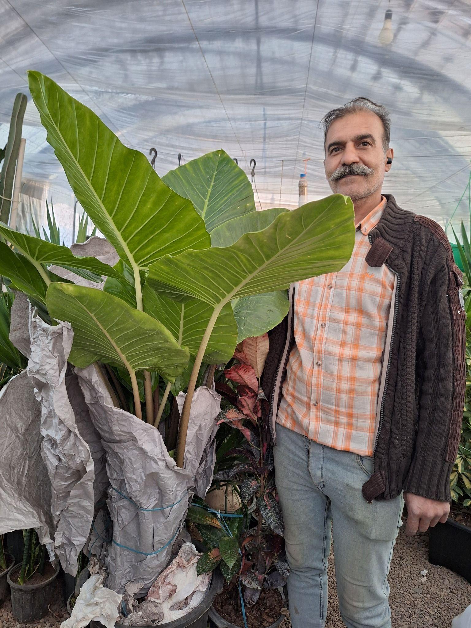 گلفروشی کارگر