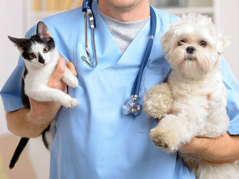 دامپزشک آنلاین