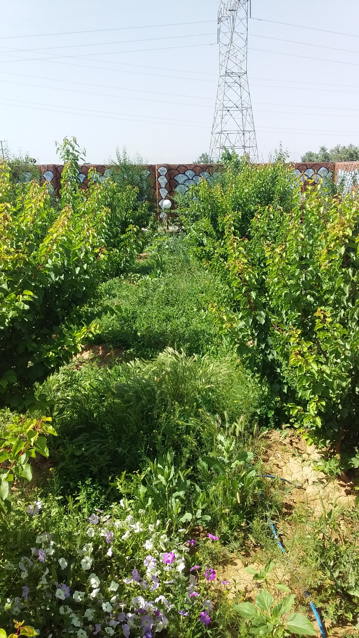 اجرا و نگهداری فضای سبز باغات و ویلاها