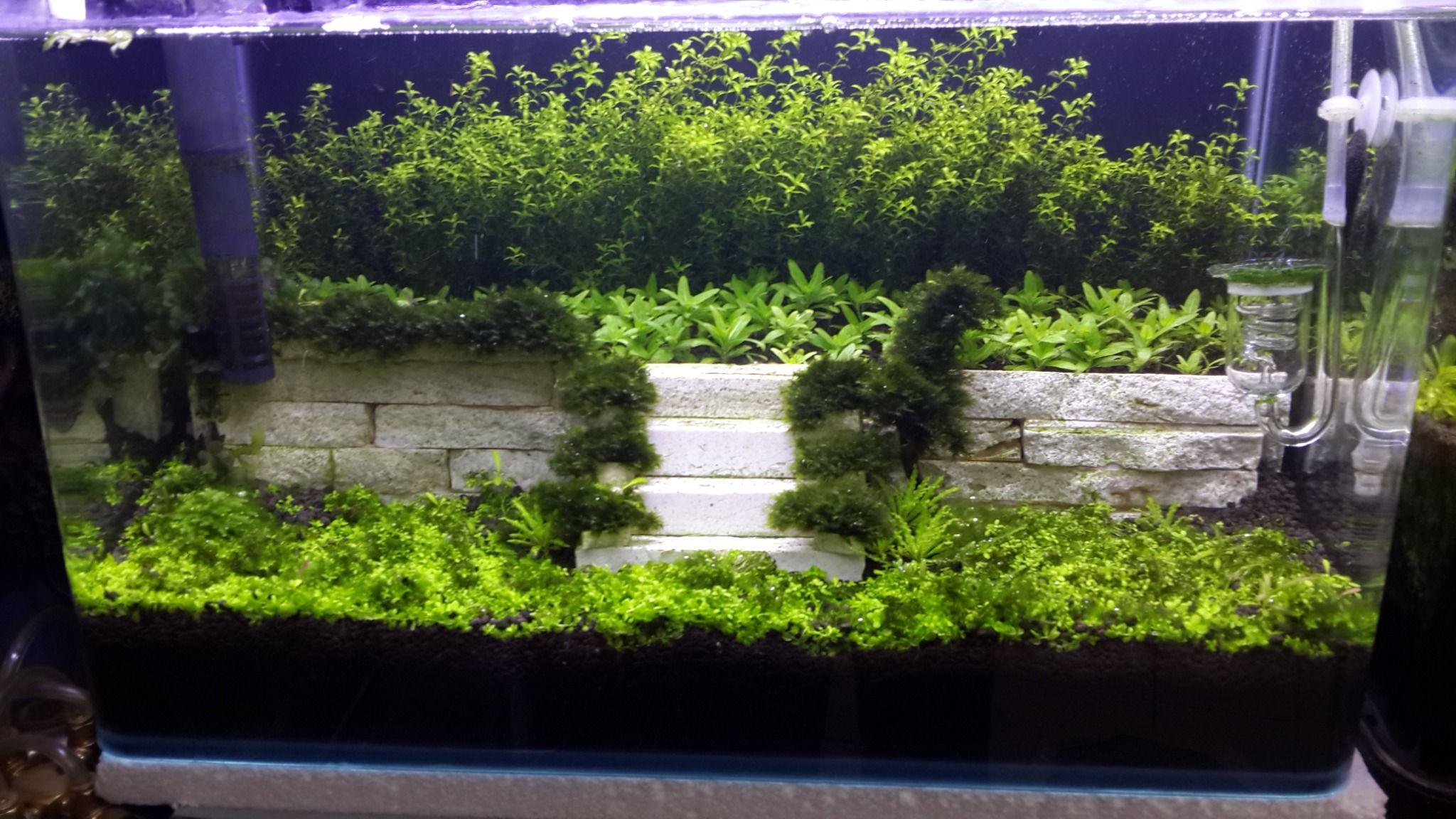 آکواریوم آرام