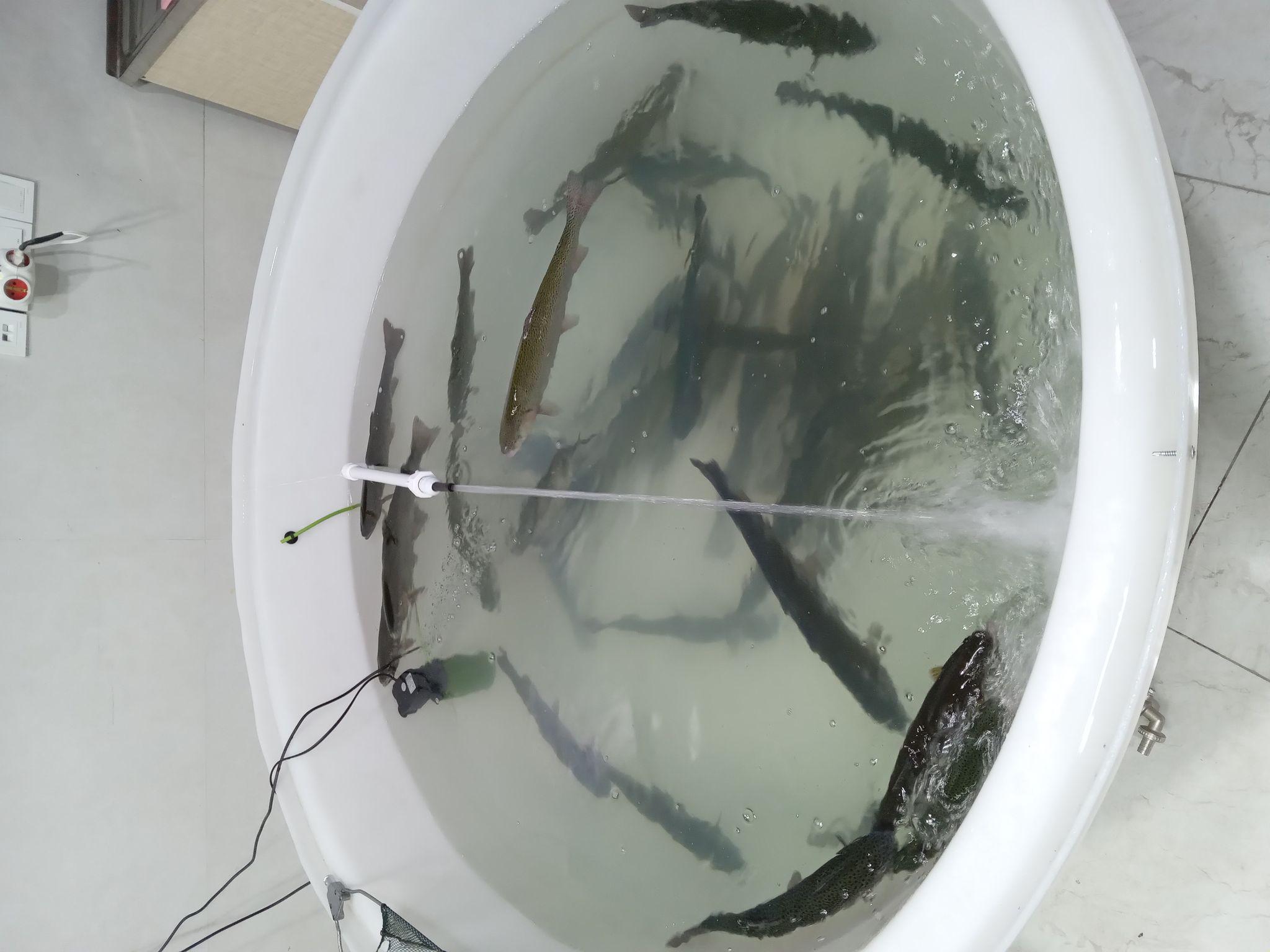 ماهی و مرغ اقیانوس