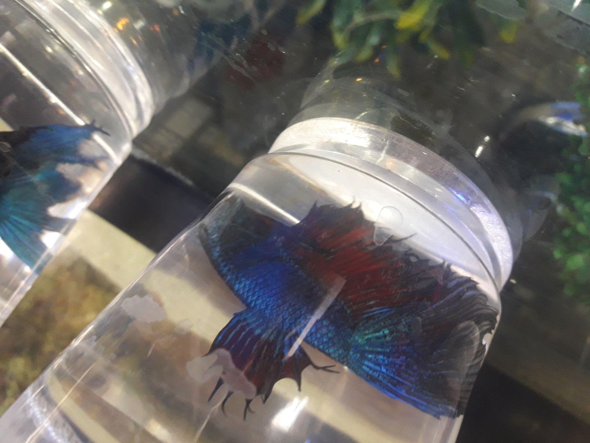 آکواریوم ساحل