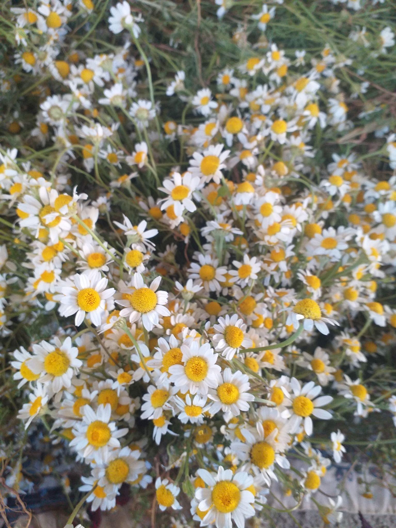 تولید گلاب وعرقیات  سنتی بصورت ارگانیک