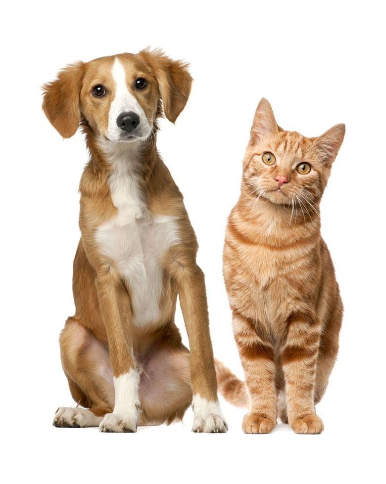 دفتر خدمات دامپزشکی دکتر قصر فخری