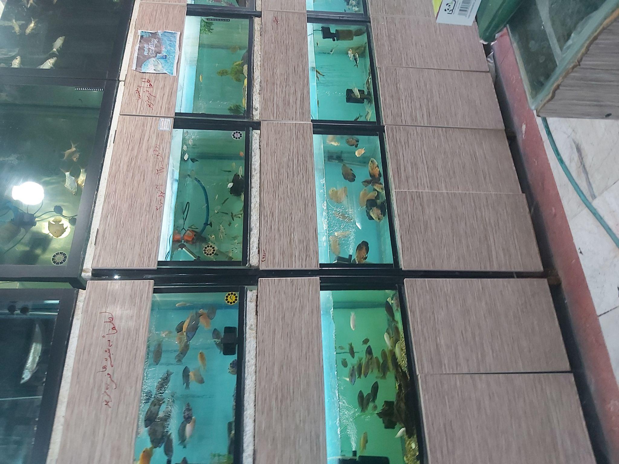 آکواریوم پیکاسو2