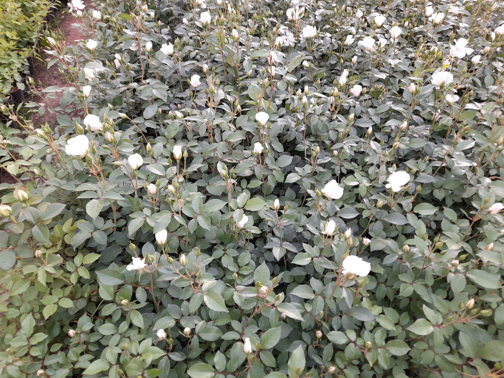 گل و گیاه جعفری