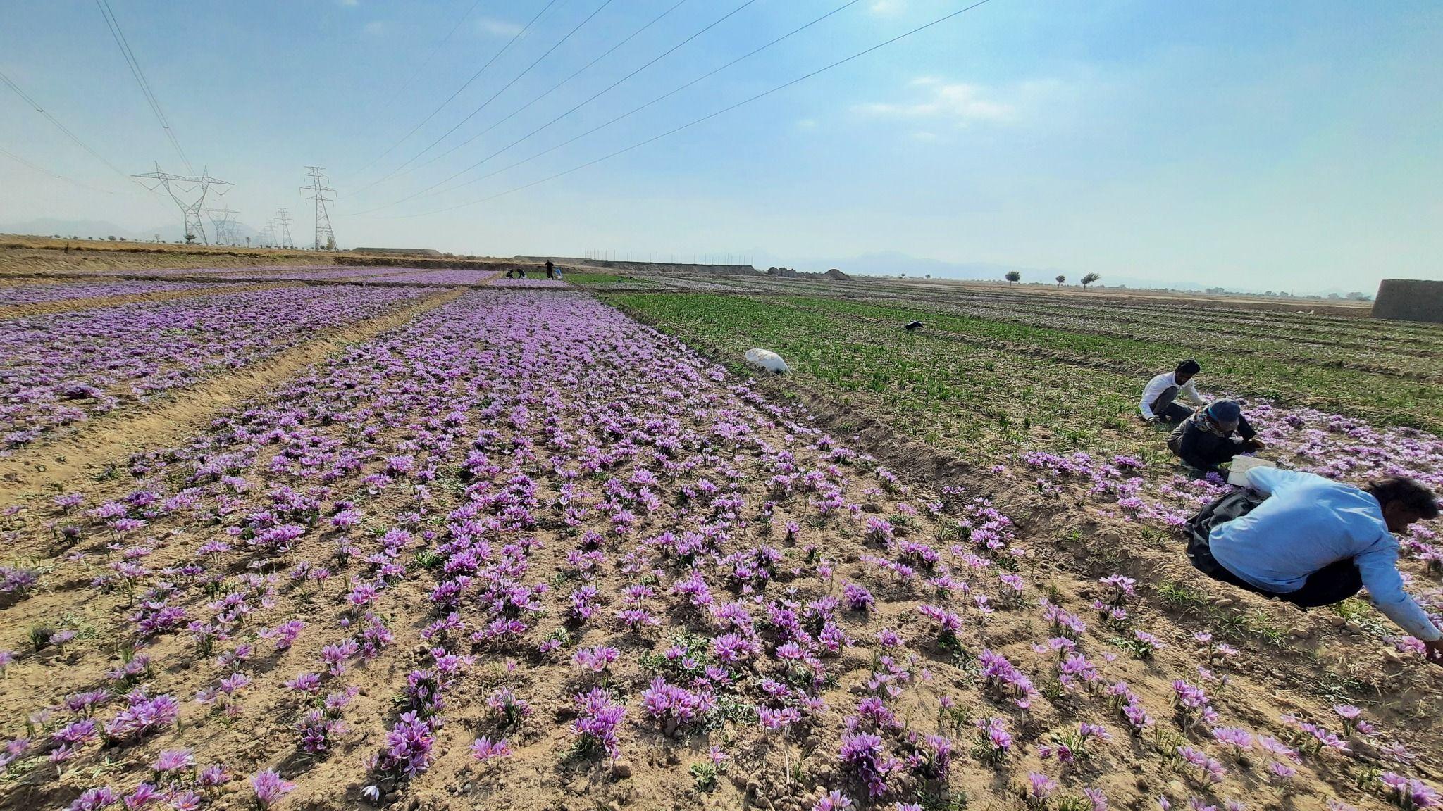 فروش محصولات کشاورزی، اسماعیلی نژاد