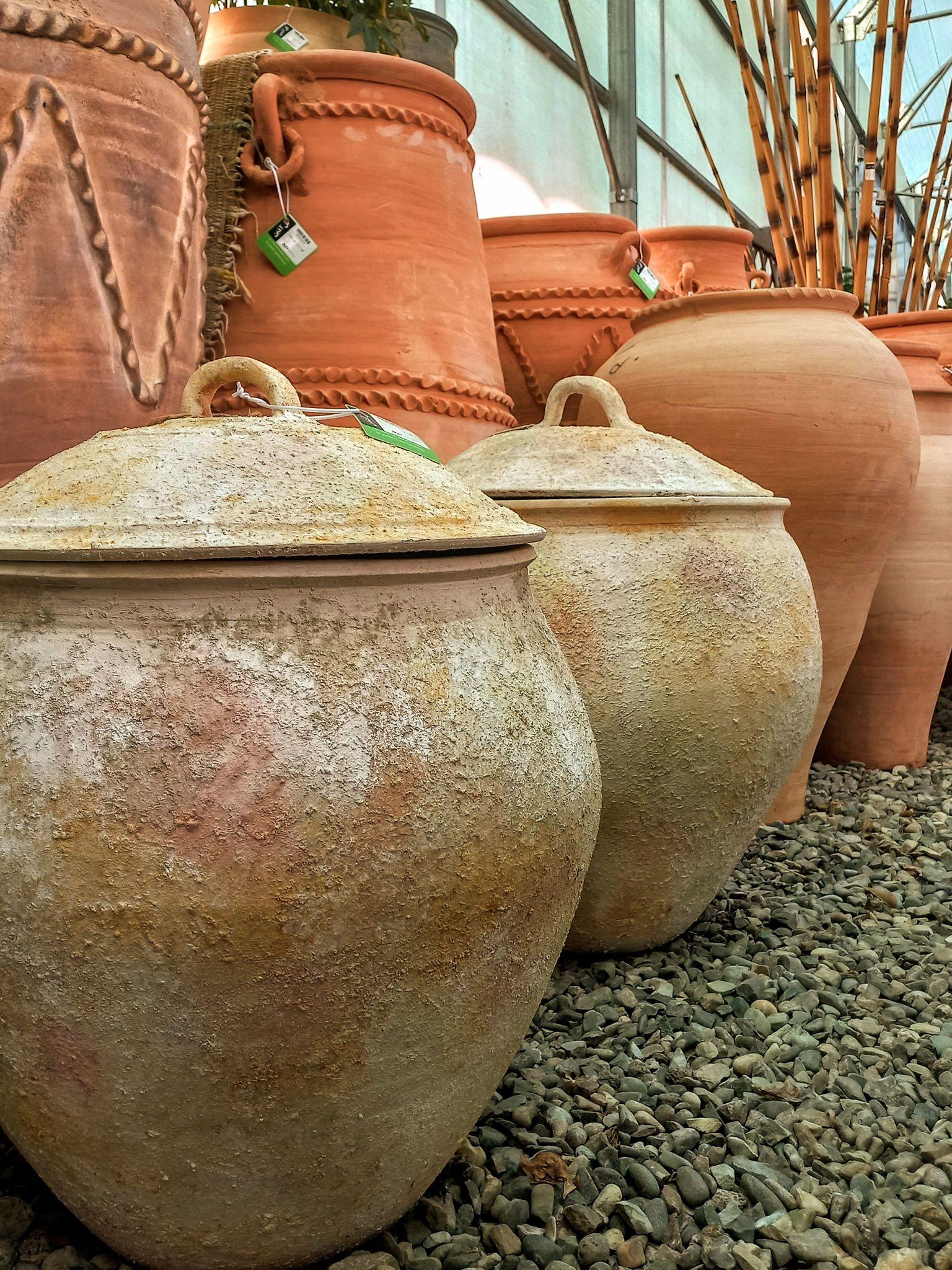 هایپر کالای گیاهان آپارتمانی گل آذین