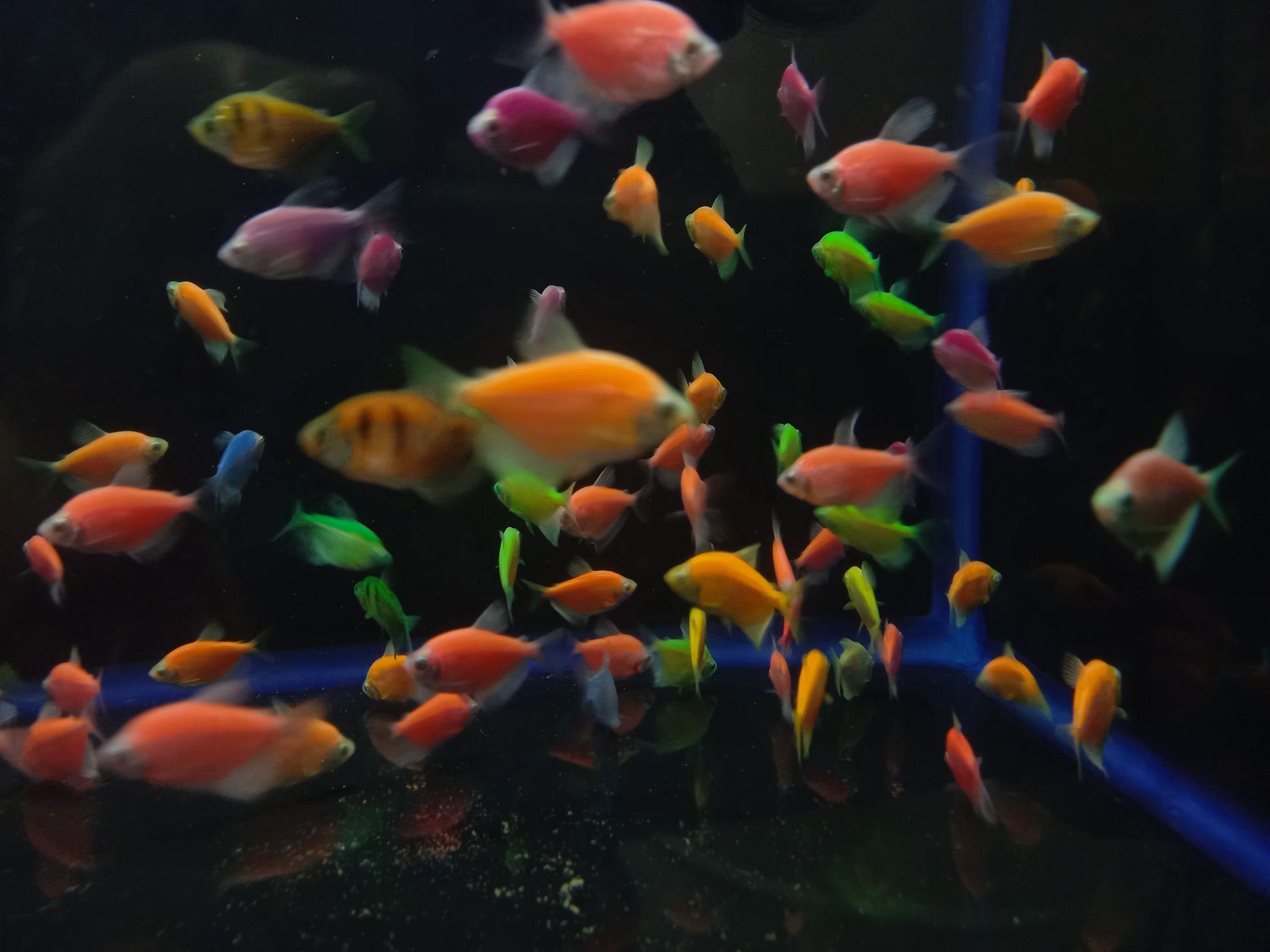 آکواریوم آوای اقیانوس