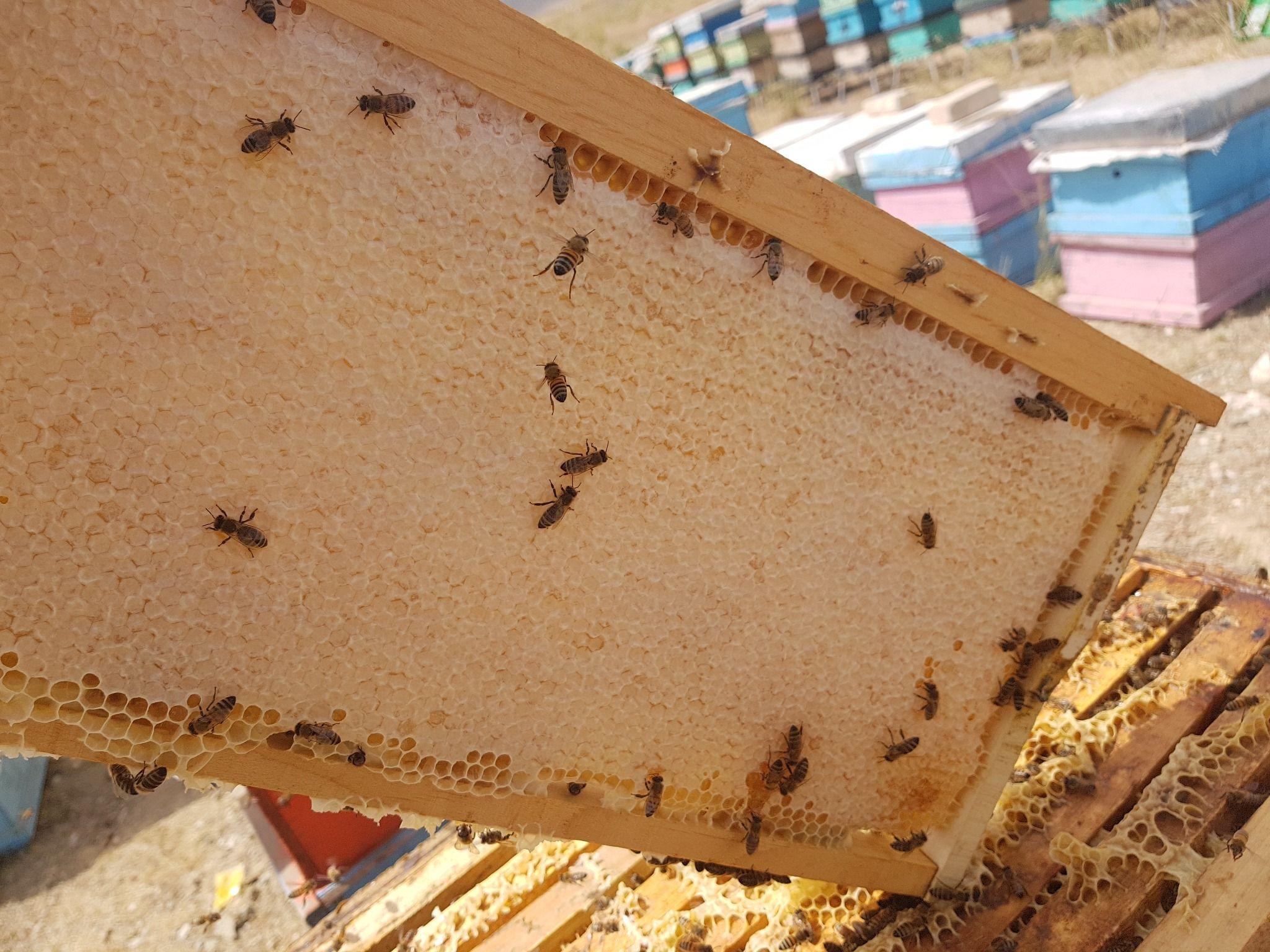 عسل لواسان رسپینا