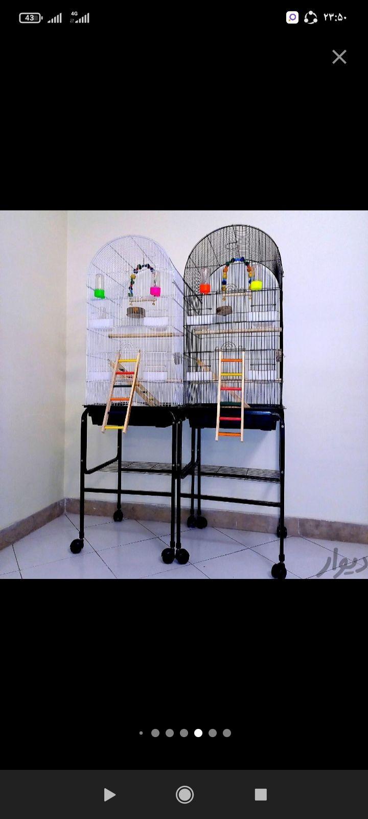 پرنده فروشی سیمرغ